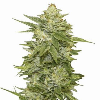 GG-48 (Nirvana Seeds) Feminiserade cannabisfr&ouml;n