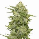 GG-48 (Nirvana) Feminiserade
