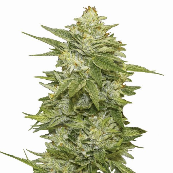GG-48 (Nirvana) Feminiserade