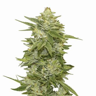GG-48 Auto (Nirvana) Feminiserade cannabisfr&ouml;n