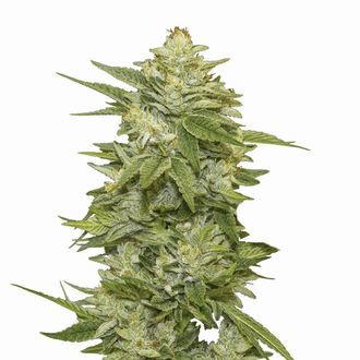 GG-48 Auto (Nirvana) Feminiserade