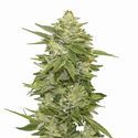 GG-48 Auto (Nirvana) Feminiserade