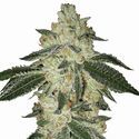 Aurora Indica Auto (Nirvana) Feminiserade