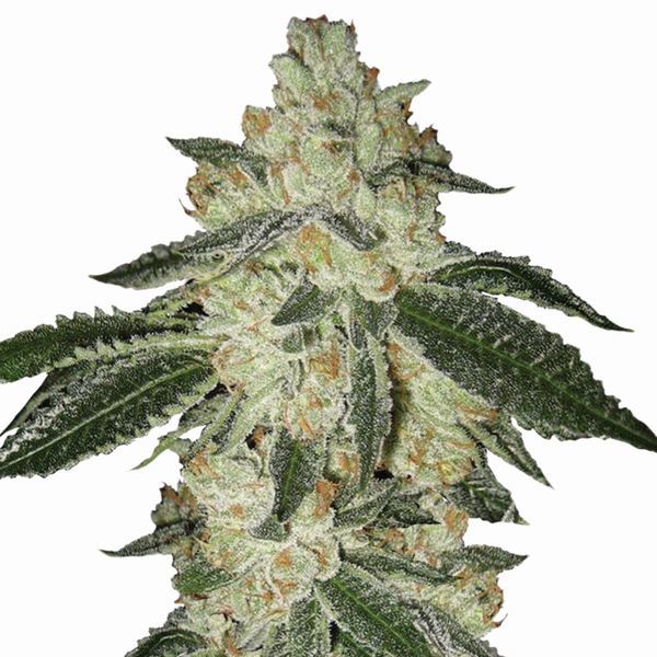 Aurora Indica Auto (Nirvana) Feminiserade