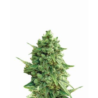 Hawaii Maui Waui Auto (Nirvana) Feminiserade