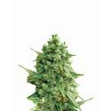 Hawaii Maui Waui Auto (Nirvana) Feminiserade