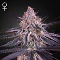 King's Juice (Greenhouse Seeds) Feminiserade