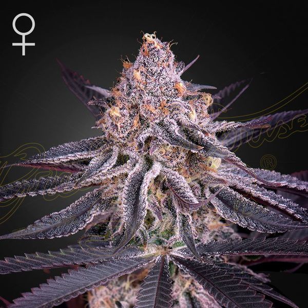 King's Juice (Greenhouse Seeds) Feminiserade