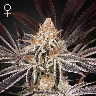 Dark Phoenix (Greenhouse Seeds) Feminiserade cannabisfr&ouml;n