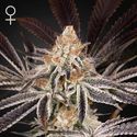 Dark Phoenix (Greenhouse Seeds) Feminiserade