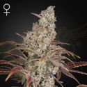 Jack's Dream (Greenhouse Seeds) Feminiserade