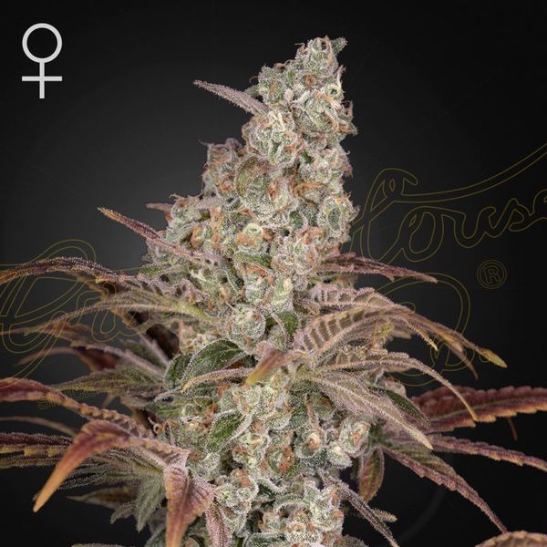 Jack's Dream (Greenhouse Seeds) Feminiserade