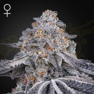 Velvet Moon (Greenhouse Seeds) feminiserade cannabisfr&ouml;n