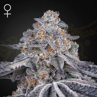 Velvet Moon (Greenhouse Seeds) Feminiserade