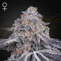 Velvet Moon (Greenhouse Seeds) Feminiserade