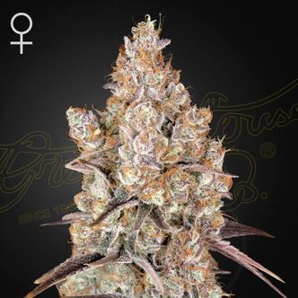Holy Snow (Greenhouse Seeds) feminiserade