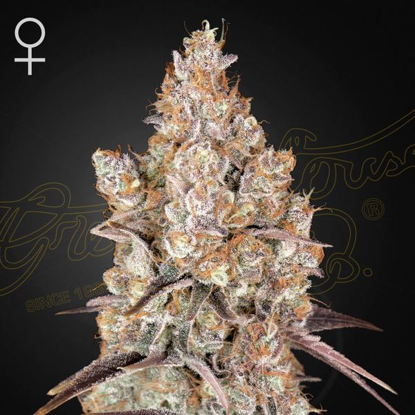 Holy Snow (Greenhouse Seeds) Feminiserade