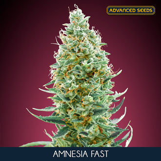 Amnesia Fast (Advanced Seeds) Feminiserade
