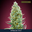 Amnesia Fast (Advanced Seeds) Feminiserade