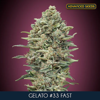 Gelato 33 Fast (Advanced Seeds) Feminiserade