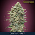 Gelato 33 Fast (Advanced Seeds) Feminiserade