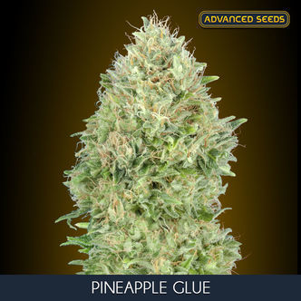 Pineapple Glue (Advanced Seeds) feminiserade cannabisfr&ouml;n