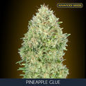 Pineapple Glue (Advanced Seeds) Feminiserade