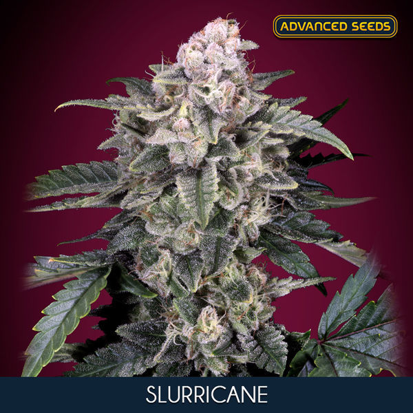 Slurricane (Advanced Seeds) Feminiserade
