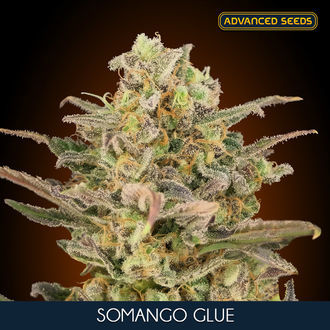 Somango Glue (Advanced Seeds) Feminiserade