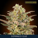 Somango Glue (Advanced Seeds) Feminiserade