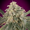 Auto Amnesia XXL (Advanced Seeds) Feminiserade