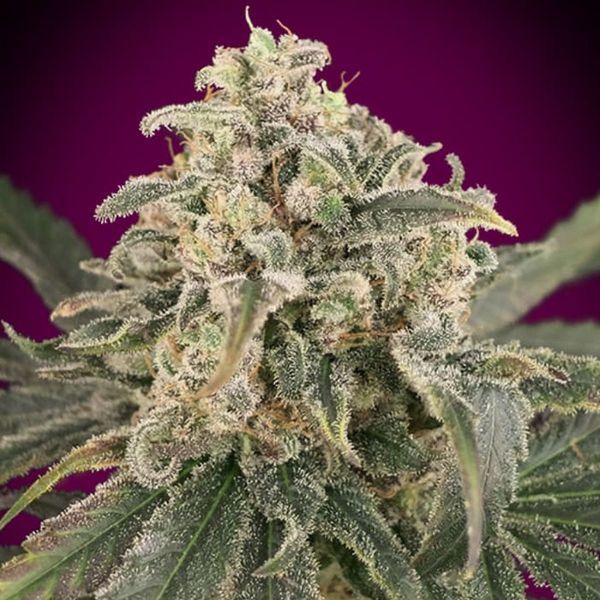 Auto Amnesia XXL (Advanced Seeds) Feminiserade