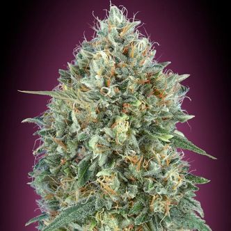 Auto Gelato 33 (Advanced Seeds) feminiserade cannabisfr&ouml;n