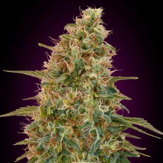 Auto Zkittlez (Advanced Seeds) Feminiserade