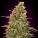 Auto Zkittlez (Advanced Seeds) Feminiserade