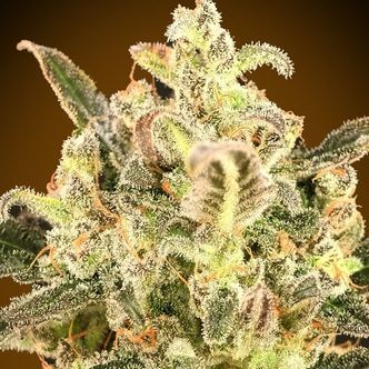 Auto Biodiesel Mass XXL (Advanced Seeds) feminiserade