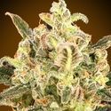 Auto Biodiesel Mass XXL (Advanced Seeds) Feminiserade