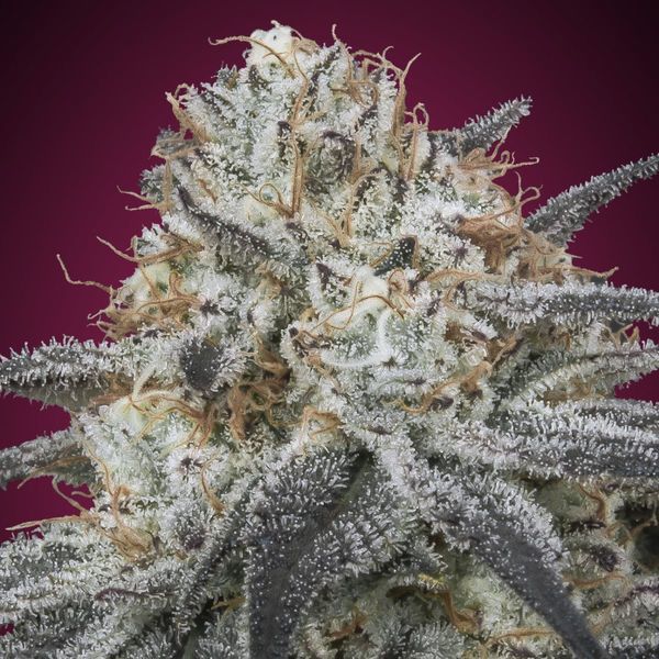 auto slurricane (Advanced Seeds) Feminiserade