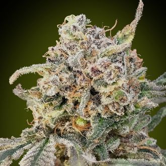 Auto Somango Glue (Advanced Seeds) Feminiserad