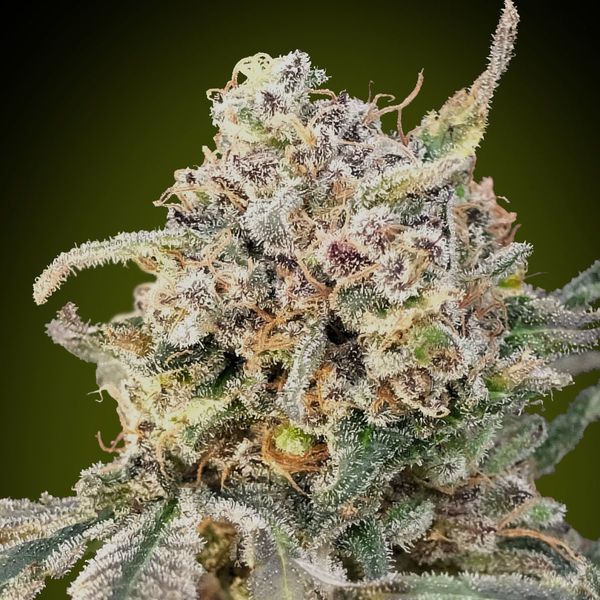 Auto Somango Glue (Advanced Seeds) Feminiserad