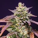 Purple Punch OG XL Auto (Sweet Seeds) Feminiserade