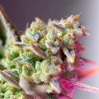 Sweet Mimosa XL Auto (Sweet Seeds) Feminiserade