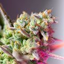 Sweet Mimosa XL Auto (Sweet Seeds) Feminiserade