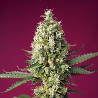 Skywalker OG Runtz XL Auto (Sweet Seeds) feminiserade