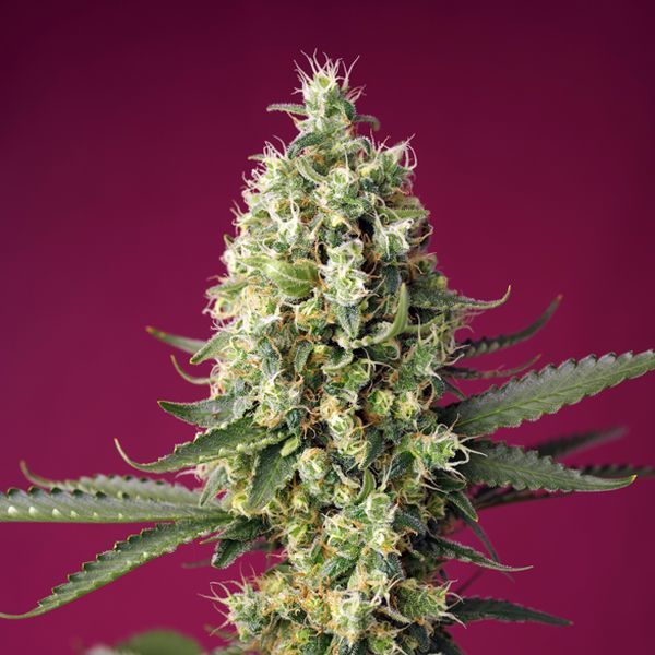 Skywalker OG Runtz XL Auto (Sweet Seeds) Feminiserade