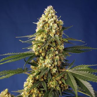 Strawberry Banana Gelato XL Auto (Sweet Seeds) feminiserade
