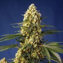 Strawberry Banana Gelato XL Auto (Sweet Seeds) Feminiserade
