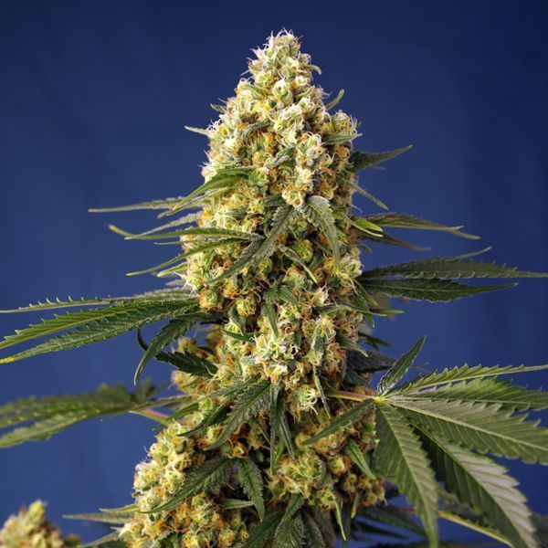 Strawberry Banana Gelato XL Auto (Sweet Seeds) Feminiserade