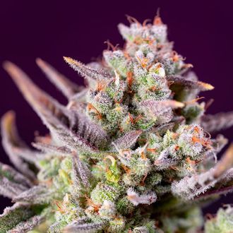 Sweet Zenzation XL Auto (Sweet Seeds) Feminiserade