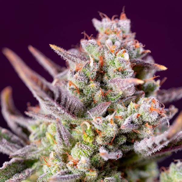 Sweet Zenzation XL Auto (Sweet Seeds) Feminiserade